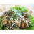 Fried Radish with vegetarain / pork or chicken /shirmp